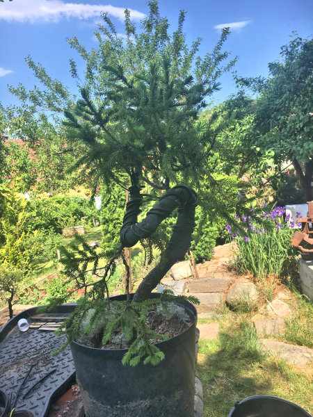 spruce trunk bending